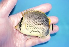 画像1: 【決算セール クーポンご利用で更に10％OFF対象商品】 【海水魚・チョウチョウウオ】【通販】スポッテッドバタフライ（SMーMサイズ）（１匹）（±7-8cm） （サンプル画像）（生体）(海水魚) (1)