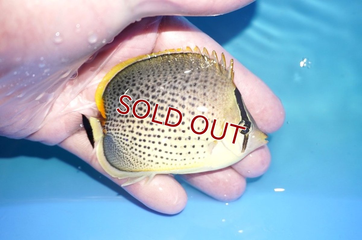 画像2: 【決算セール クーポンご利用で更に10％OFF対象商品】 【海水魚・チョウチョウウオ】【通販】スポッテッドバタフライ（SMーMサイズ）（１匹）（±7-8cm） （サンプル画像）（生体）(海水魚) (2)