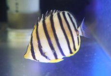 画像1: 【10%OFF対象商品30周年セール】【海水魚・チョウチョウウオ】【通販】ヤスジチョウ（インド洋産/Mサイズ）【1匹】（±6-8cm） (サンプル画像）（生体）(海水魚) (1)