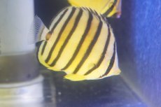 画像2: 【10%OFF対象商品30周年セール】【海水魚・チョウチョウウオ】【通販】ヤスジチョウ（インド洋産/Mサイズ）【1匹】（±6-8cm） (サンプル画像）（生体）(海水魚) (2)