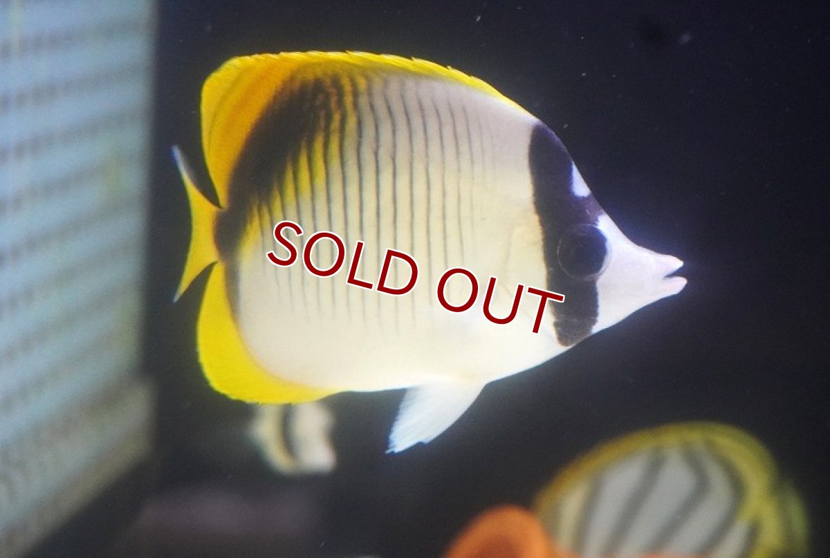 画像1: 【海水魚・チョウチョウウオ】【通販】ニセフウライチョウ（インド洋産/SMサイズ）【1匹】（±6-8cm） (サンプル画像）（生体）(海水魚) (1)