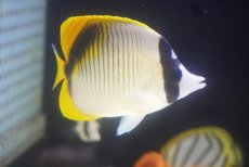 画像1: 【決算セール クーポンご利用で更に10％OFF対象商品】 【海水魚・チョウチョウウオ】【通販】ニセフウライチョウ（インド洋産/SMサイズ）【1匹】（±6-8cm） (サンプル画像）（生体）(海水魚) (1)