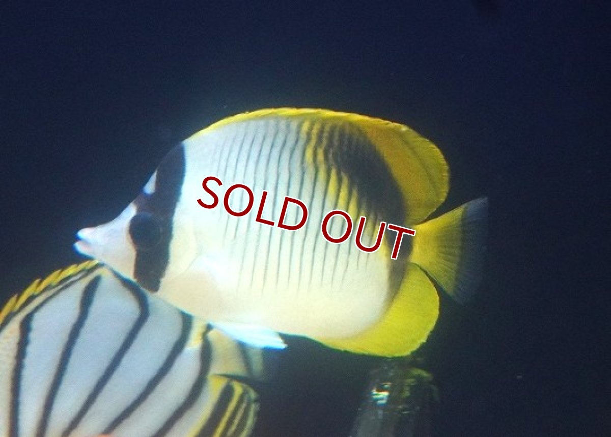 画像2: 【海水魚・チョウチョウウオ】【通販】ニセフウライチョウ（インド洋産/SMサイズ）【1匹】（±6-8cm） (サンプル画像）（生体）(海水魚) (2)