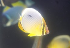 画像1: 【10%OFF対象商品30周年セール】 【海水魚・チョウチョウウオ】ミスジチョウ（インド洋産）（１匹）（±5-7cm）（サンプル画像）（生体）(海水魚) (1)