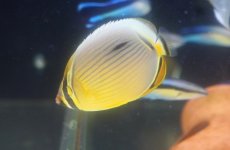 画像2: 【10%OFF対象商品30周年セール】 【海水魚・チョウチョウウオ】ミスジチョウ（インド洋産）（１匹）（±5-7cm）（サンプル画像）（生体）(海水魚) (2)