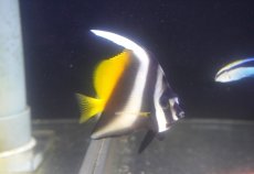 画像1: 【10%OFF対象商品30周年セール】 【海水魚・チョウチョウウオ】【通販】シマハタタテダイ（Mサイズ）（１匹）（±7-8cm）（サンプル画像）（生体）(海水魚) (1)