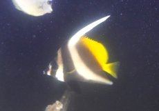 画像2: 【10%OFF対象商品30周年セール】 【海水魚・チョウチョウウオ】【通販】シマハタタテダイ（Mサイズ）（１匹）（±7-8cm）（サンプル画像）（生体）(海水魚) (2)