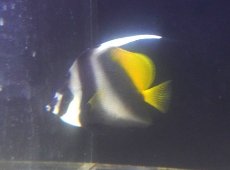画像1: 【10%OFF対象商品30周年セール】 【海水魚・チョウチョウウオ】【通販】シマハタタテダイ（MLサイズ）（１匹）（±10-11cm）（サンプル画像）（生体）(海水魚) (1)