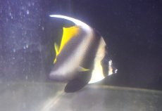 画像2: 【10%OFF対象商品30周年セール】 【海水魚・チョウチョウウオ】【通販】シマハタタテダイ（MLサイズ）（１匹）（±10-11cm）（サンプル画像）（生体）(海水魚) (2)