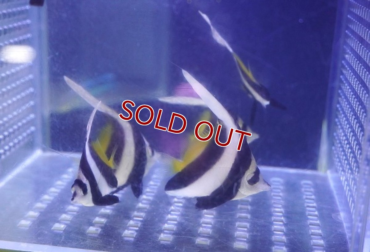 画像1: 【海水魚・チョウチョウウオ】【通販】ハタタテダイ（Sサイズ）（１匹）（±4-5cm）（サンプル画像）（生体）(海水魚) (1)