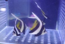 画像1: 【海水魚・チョウチョウウオ】【通販】ハタタテダイ（Sサイズ）（１匹）（±4-5cm）（サンプル画像）（生体）(海水魚) (1)