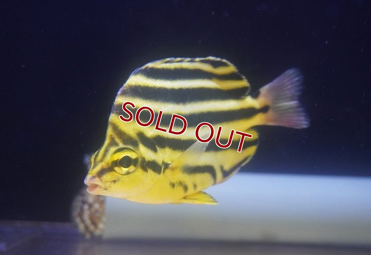 画像1: 【海水魚】【通販】カゴカキダイ（MLサイズ）(1匹)（±10-12cm）(サンプル画像）（生体）(海水魚) (1)