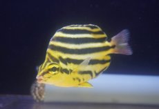 画像1: 【海水魚】【通販】カゴカキダイ（MLサイズ）(1匹)（±10-12cm）(サンプル画像）（生体）(海水魚) (1)