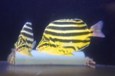 画像2: 【海水魚】【通販】カゴカキダイ（MLサイズ）(1匹)（±10-12cm）(サンプル画像）（生体）(海水魚) (2)