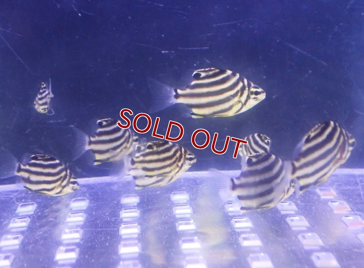 画像2: 【海水魚】【通販】カゴカキダイ（XS-Sサイズ）(1匹)（±2.5-3.5cm）(サンプル画像）（生体）(海水魚) (2)