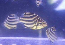 画像1: 【海水魚】【通販】カゴカキダイ（XS-Sサイズ）(3匹セット)（±2.5-3.5cm）(サンプル画像）（生体）(海水魚) (1)