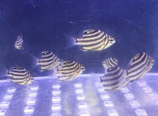 画像2: 【海水魚】【通販】カゴカキダイ（XS-Sサイズ）(3匹セット)（±2.5-3.5cm）(サンプル画像）（生体）(海水魚) (2)
