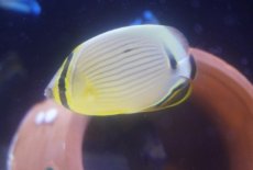 画像1: 【海水魚・チョウチョウウオ】【通販】【沖縄産ハンドコート物】ミスジチョウ（SMサイズ）(1匹)（±5-6cm）（サンプル画像）（生体）(海水魚) (1)
