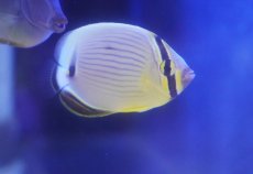 画像2: 【海水魚・チョウチョウウオ】【通販】【沖縄産ハンドコート物】ミスジチョウ（SMサイズ）(1匹)（±5-6cm）（サンプル画像）（生体）(海水魚) (2)
