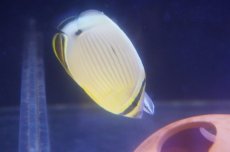 画像3: 【海水魚・チョウチョウウオ】【通販】【沖縄産ハンドコート物】ミスジチョウ（SMサイズ）(1匹)（±5-6cm）（サンプル画像）（生体）(海水魚) (3)