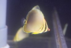 画像1: 【海水魚・チョウチョウウオ】【通販】【沖縄産ハンドコート物】ミカドチョウ（Sサイズ）(1匹)（±4-4.5cm）（サンプル画像）（生体）(海水魚) (1)
