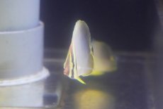 画像2: 【海水魚・チョウチョウウオ】【通販】【沖縄産ハンドコート物】ミカドチョウ（Sサイズ）(1匹)（±4-4.5cm）（サンプル画像）（生体）(海水魚) (2)