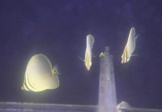 画像3: 【海水魚・チョウチョウウオ】【通販】【沖縄産ハンドコート物】ミカドチョウ（Sサイズ）(1匹)（±4-4.5cm）（サンプル画像）（生体）(海水魚) (3)