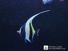 画像1: 【10%OFFクーポン対象商品】【海水魚・アイゴ】【通販】ツノダシ (1匹)±8-10c(サンプル画像）（生体）(海水魚)（サンゴ） (1)