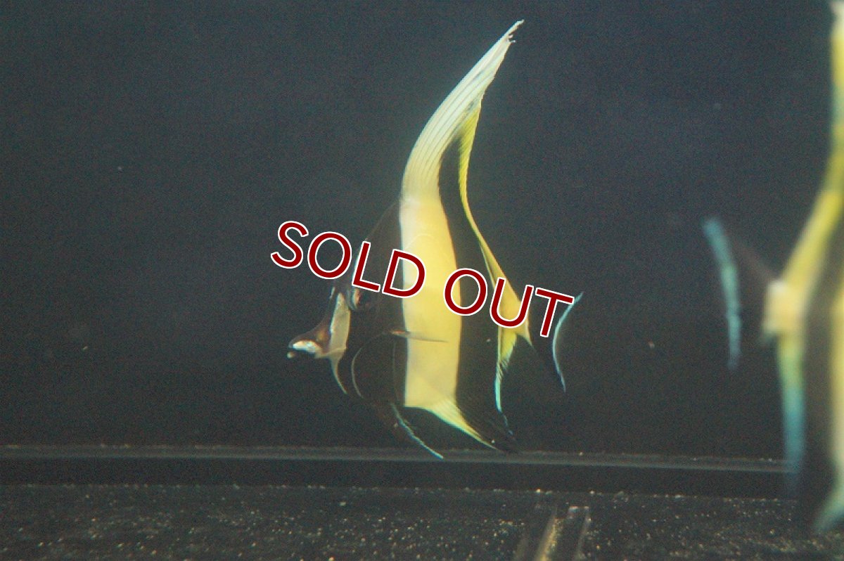 画像2: 【海水魚・アイゴ】ツノダシ (1匹)±8-10c(サンプル画像）（生体）(海水魚)（サンゴ） (2)