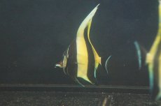 画像2: 【海水魚・アイゴ】ツノダシ (1匹)±8-10c(サンプル画像）（生体）(海水魚)（サンゴ） (2)