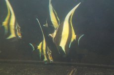画像3: 【海水魚・アイゴ】ツノダシ (1匹)±8-10c(サンプル画像）（生体）(海水魚)（サンゴ） (3)