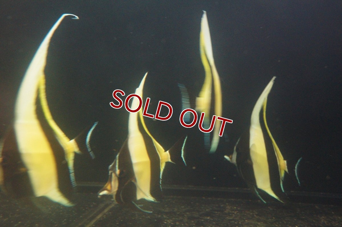 画像4: 【海水魚・アイゴ】ツノダシ (1匹)±8-10c(サンプル画像）（生体）(海水魚)（サンゴ） (4)