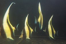 画像4: 【海水魚・アイゴ】ツノダシ (1匹)±8-10c(サンプル画像）（生体）(海水魚)（サンゴ） (4)