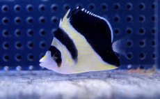 画像1: 【海水魚・チョウチョウウオ】【通販】バーゲスバタフライ (1匹)±6-7cm(サンプル画像）（生体）(海水魚)（サンゴ） (1)