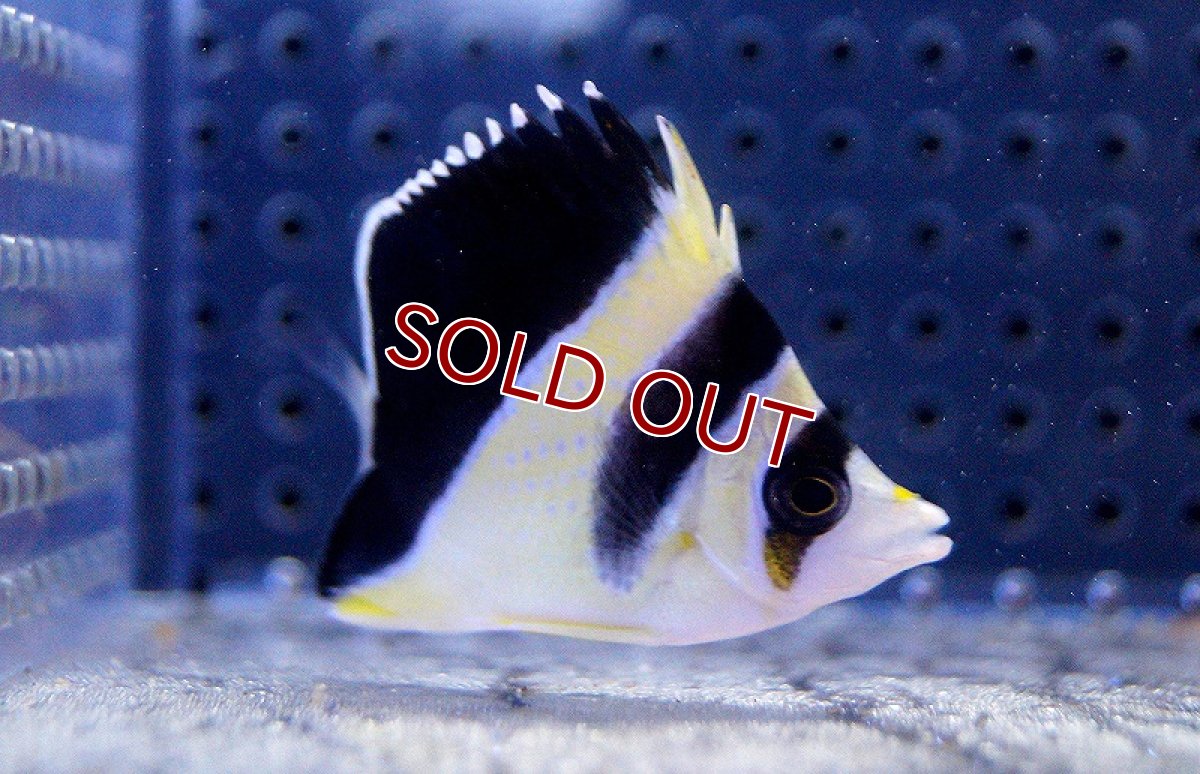 画像2: 【海水魚・チョウチョウウオ】バーゲスバタフライ (1匹)±6-7cm(サンプル画像）（生体）(海水魚)（サンゴ） (2)