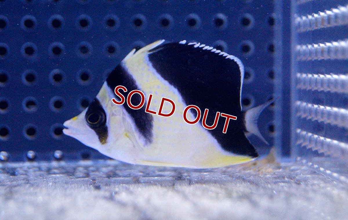 画像3: 【海水魚・チョウチョウウオ】バーゲスバタフライ (1匹)±6-7cm(サンプル画像）（生体）(海水魚)（サンゴ） (3)