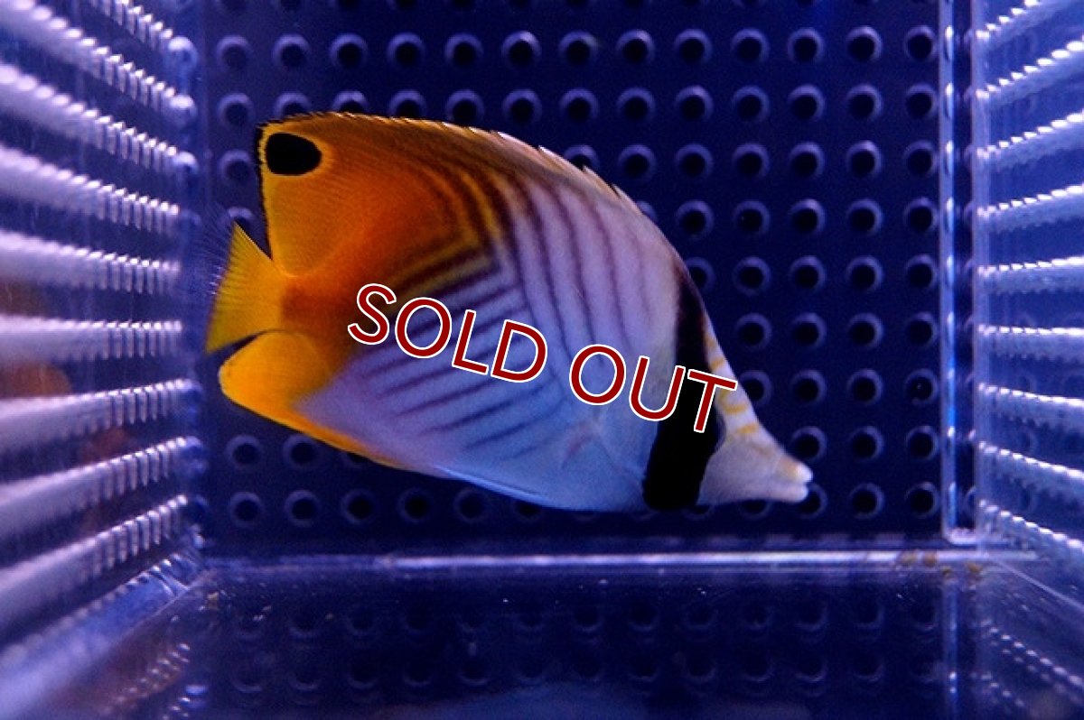 画像2: 【海水魚】トゲチョウチョウウオ(S-SMサイズ）(1匹)±4-6cm(サンプル画像）（生体）(海水魚)（サンゴ） (2)