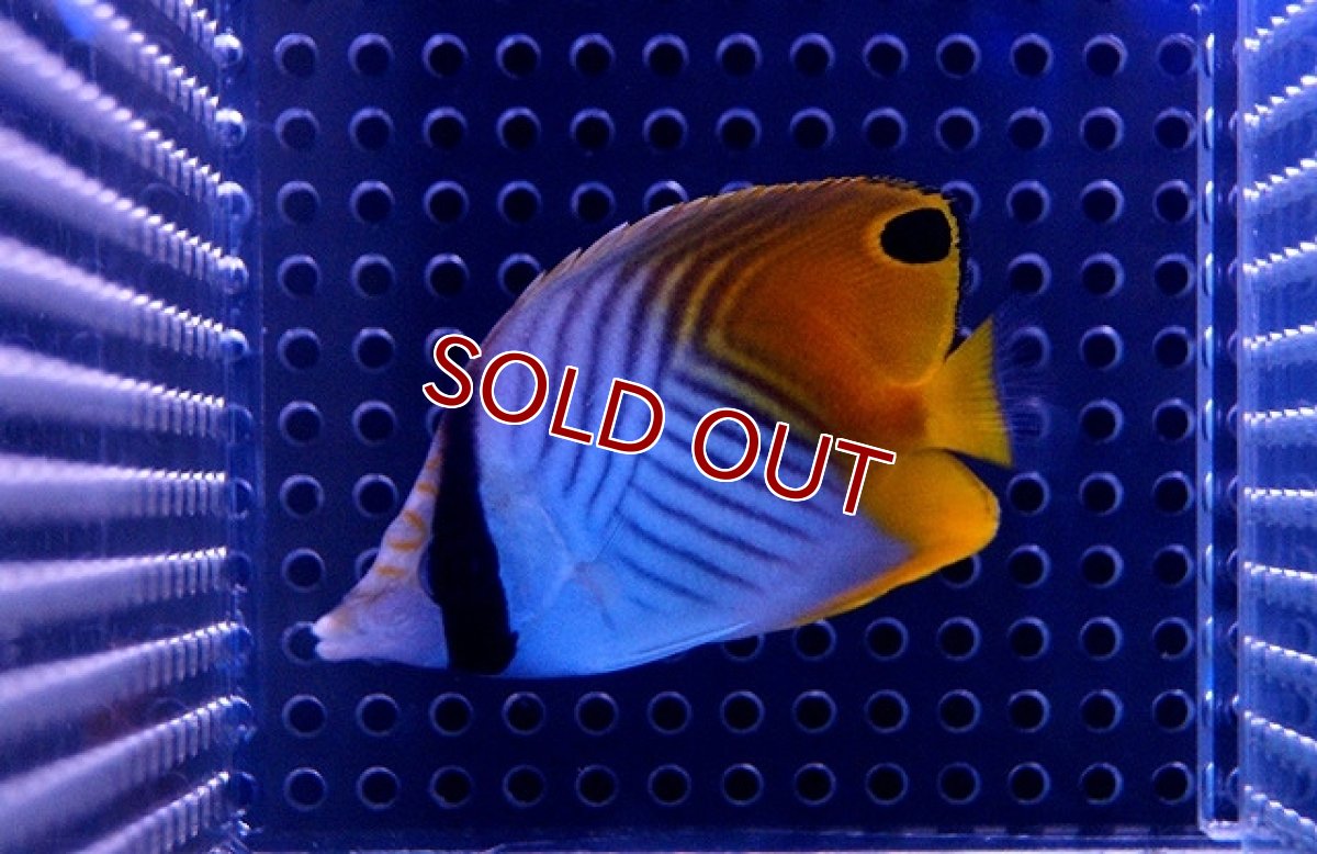 画像3: 【海水魚】トゲチョウチョウウオ(S-SMサイズ）(1匹)±4-6cm(サンプル画像）（生体）(海水魚)（サンゴ） (3)