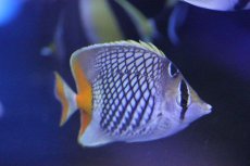 画像1: 【10%OFFクーポン対象商品】【海水魚】アミメチョウ (1匹)±7-9cm(サンプル画像）（生体）(海水魚)（サンゴ） (1)