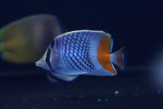 画像2: 【10%OFFクーポン対象商品】【海水魚】アミメチョウ (1匹)±7-9cm(サンプル画像）（生体）(海水魚)（サンゴ） (2)