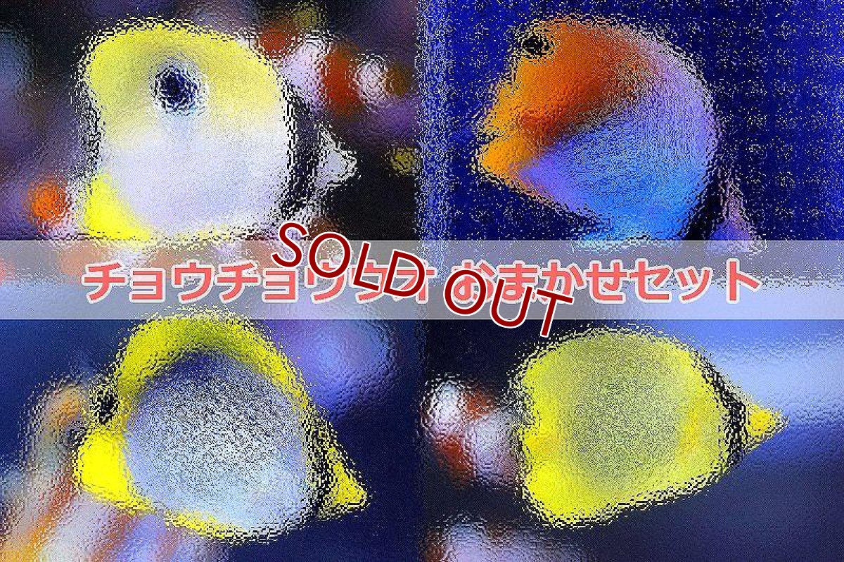 画像1: 【海水魚】【通販】おまかせチョウチョウウオ( SMサイズ )（3匹）(サンプル画像）（生体）(海水魚)（サンゴ） (1)