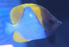 画像1: 【10%OFFクーポン対象商品】【海水魚】【通販】カスミチョウ (1匹)7-9cm前後(サンプル画像）（生体）(海水魚)（サンゴ） (1)