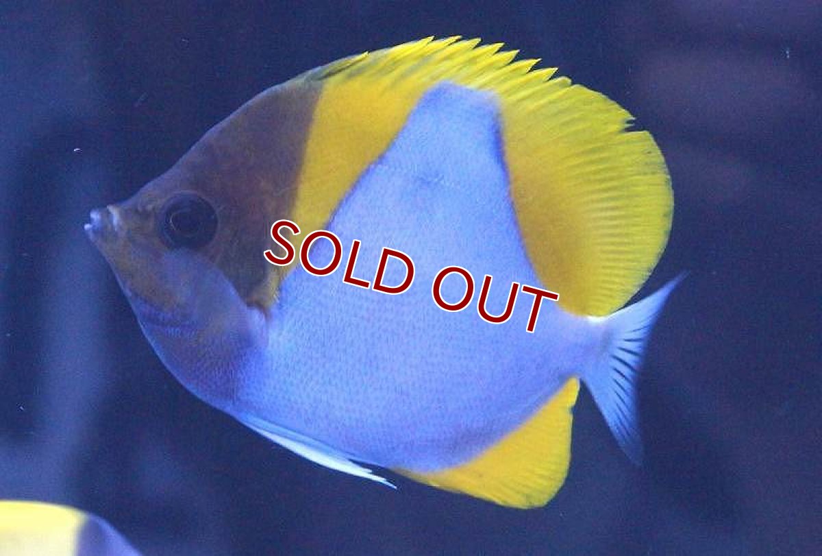 画像2: 【海水魚】カスミチョウ (1匹)7-9cm前後(サンプル画像）（生体）(海水魚)（サンゴ） (2)