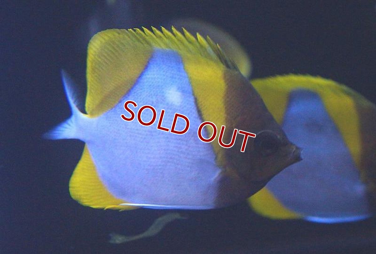 画像3: 【海水魚】カスミチョウ (1匹)7-9cm前後(サンプル画像）（生体）(海水魚)（サンゴ） (3)