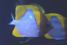 画像3: 【10%OFFクーポン対象商品】【海水魚】【通販】カスミチョウ (1匹)7-9cm前後(サンプル画像）（生体）(海水魚)（サンゴ） (3)