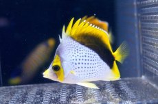 画像1: 【海水魚】【通販】マルケサンバタフライ（M-MLサイズ）(1匹)7-8cm前後(サンプル画像）（生体）(海水魚)（サンゴ） (1)