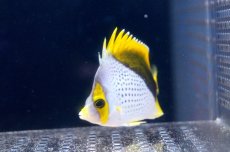 画像2: 【海水魚】【通販】マルケサンバタフライ（M-MLサイズ）(1匹)7-8cm前後(サンプル画像）（生体）(海水魚)（サンゴ） (2)