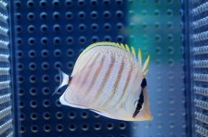 画像1: 【海水魚】【通販】マルチバンドバタフライフィッシュ（Mサイズ）(1匹)6-7cm前後(サンプル画像）（生体）(海水魚)（サンゴ） (1)