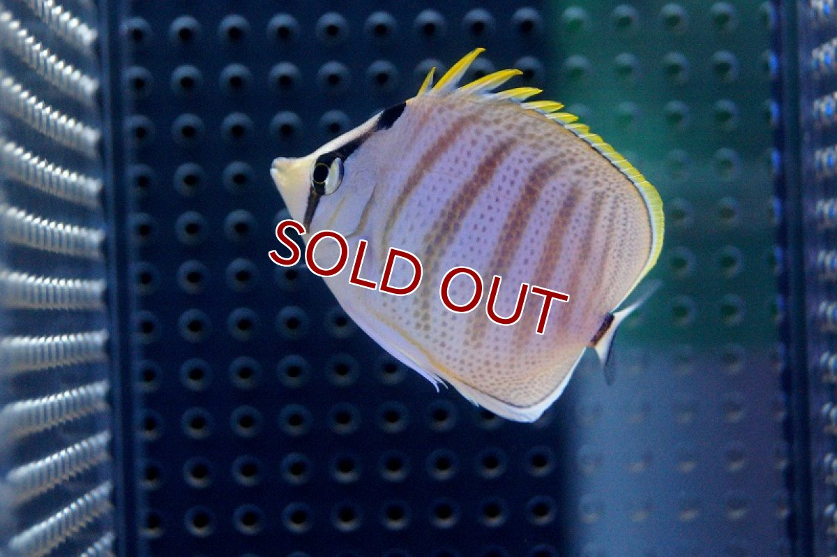 画像2: 【海水魚】マルチバンドバタフライフィッシュ（Mサイズ）(1匹)6-7cm前後(サンプル画像）（生体）(海水魚)（サンゴ） (2)