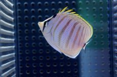 画像2: 【海水魚】【通販】マルチバンドバタフライフィッシュ（Mサイズ）(1匹)6-7cm前後(サンプル画像）（生体）(海水魚)（サンゴ） (2)